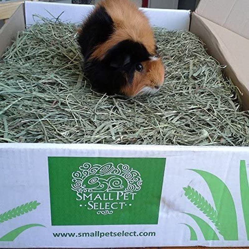 Super Soft 3rd Cutting Timothy Hay: Pet Food, 20 Lb