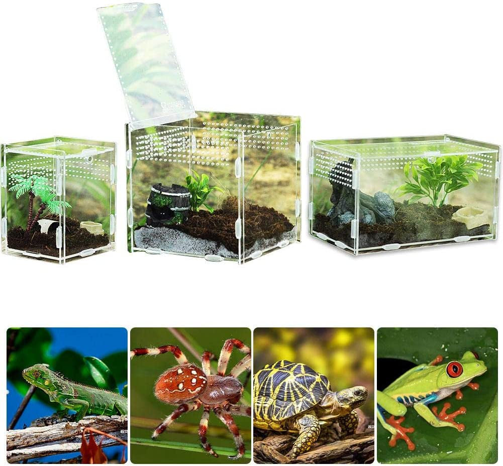 Reptile Breeding Box: Transparent Acrylic, 360° Climbing Terrarium