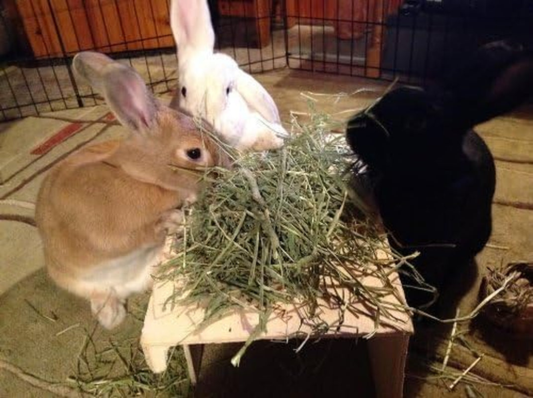 Super Soft 3rd Cutting Timothy Hay: Pet Food, 20 Lb