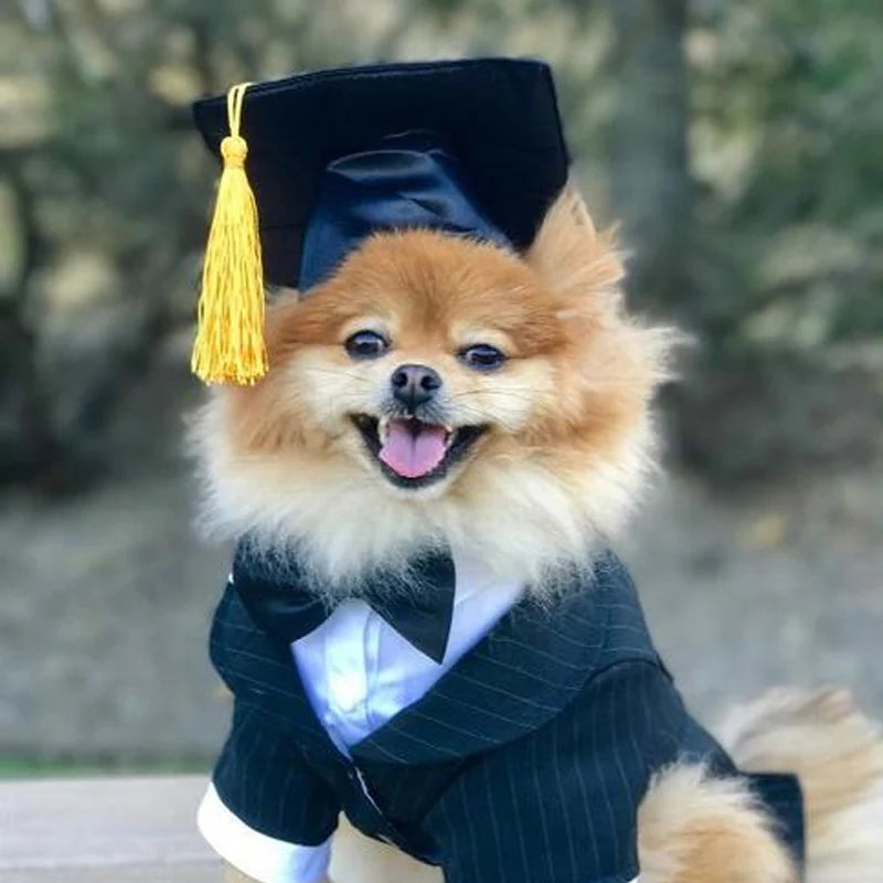 Tassel degree hat: Unique accessory for stylish pets.