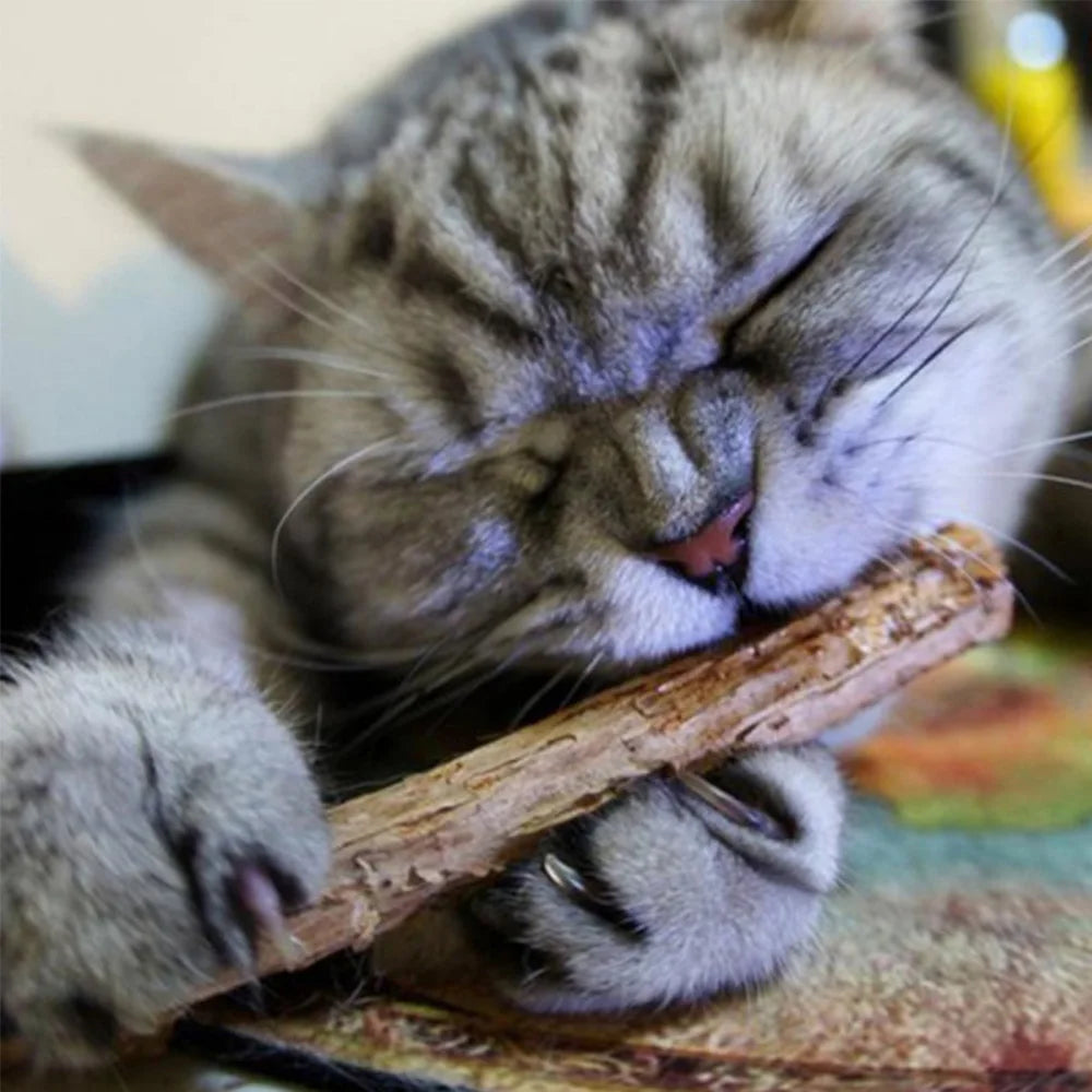 Natural Catnip Toothpaste Stick: Pet Dental Care Snacks