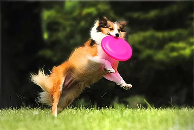 Flying Disc Dog Toy: Keep Your Dog Active and Happy!