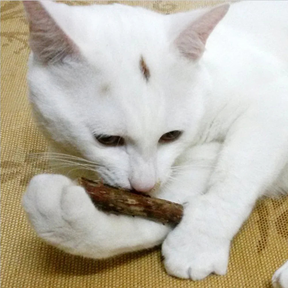 Natural Catnip Toothpaste Stick: Pet Dental Care Snacks