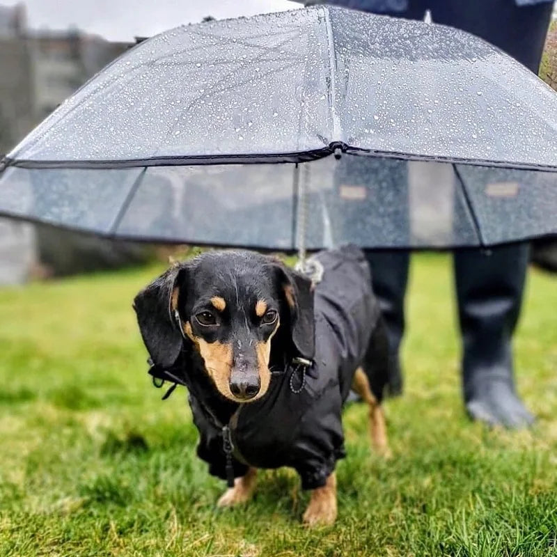 Transparent pet umbrella leash: Keep pets dry during walks.