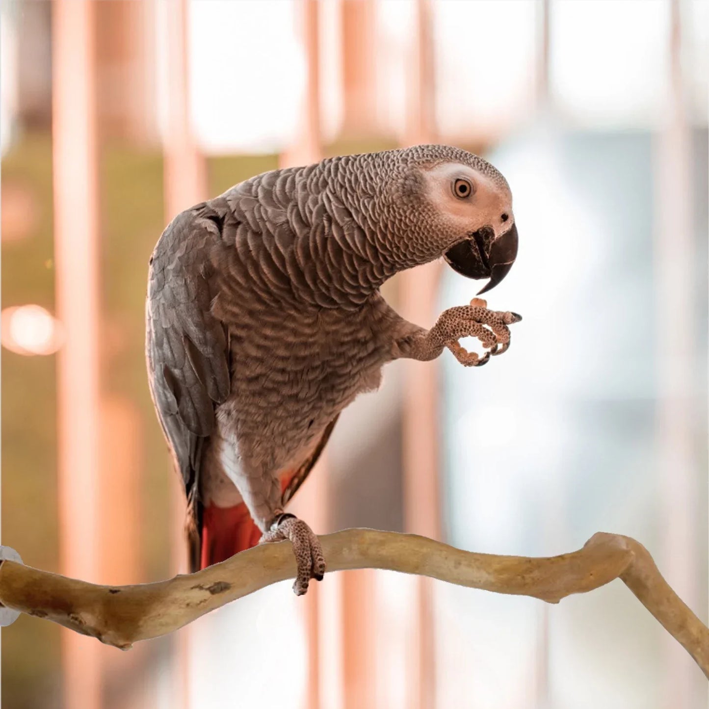 Parrot Perch Stand: Paw Grinding, Climbing, Birdcage Accessories