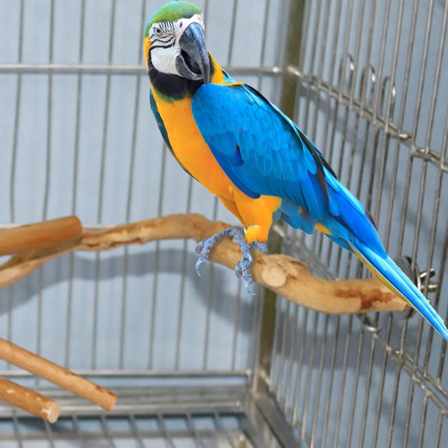 Parrot Perch Stand: Paw Grinding, Climbing, Birdcage Accessories