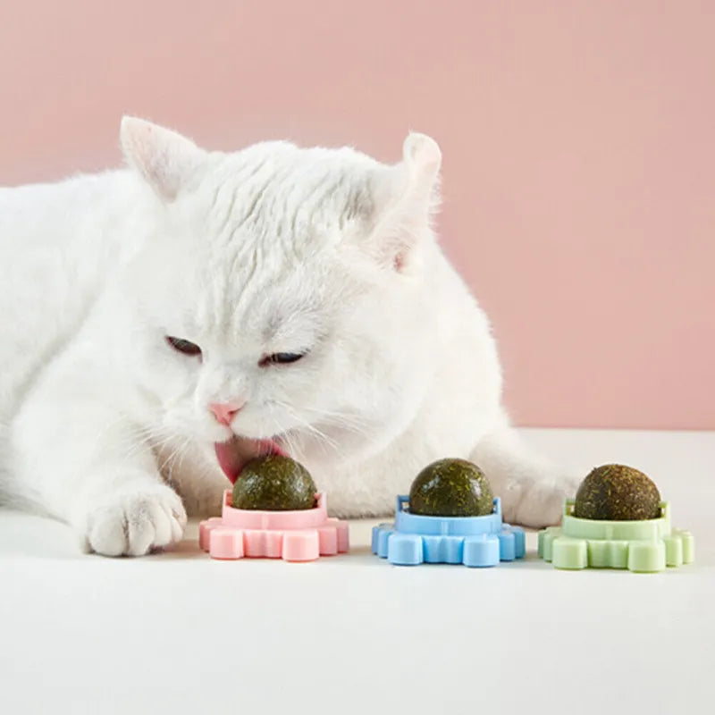 Catnip Wall Ball: Healthy Nutrition, Teeth Cleaning Cat Toy