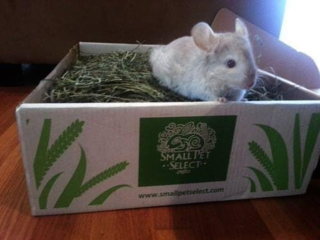 Super Soft 3rd Cutting Timothy Hay: Pet Food, 20 Lb